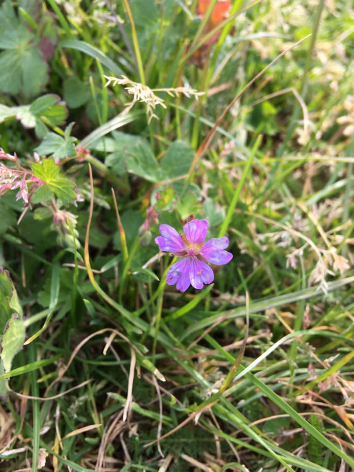Photograph of a small purple wildflower in Elmfield Park, Cheltenham. 